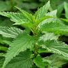 Brennnesselblatt mit Vitamin C 60St. - JAVALLAT®