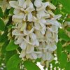 Robinenblüten 60Stk - JAVALLAT®
