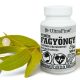 Weiße Mistel 60 St. (White Mistletoe) - JAVALLAT®