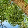 Weiße Mistel 60 St. (White Mistletoe) - JAVALLAT®