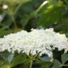 Holunderblüten 60 St. - JAVALLAT®