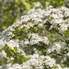Weißdornblätter mit Blüten 60St. - JAVALLAT®