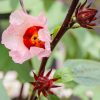 Hibiskus 60St. - JAVALLAT®