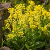 Schlüsselblume und Garten-Thymian 60 St. - JAVALLAT®