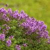 Garten-Thymian 60 St. - JAVALLAT®